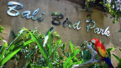 Ketahui 9 Atraksi Burung di Wisata Bali Bird Park